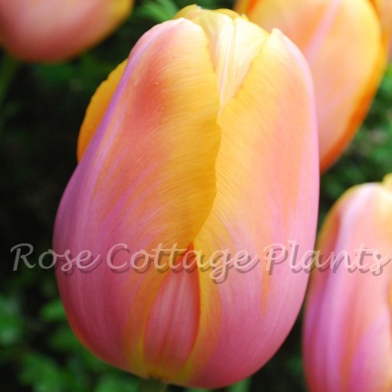 Tulipa 'Dordogne'