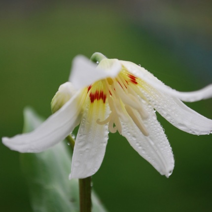 Erythronium 'White Beauty'