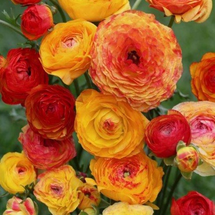 Ranunculus aviv Picotee Orange