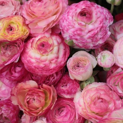 Ranunculus aviv Picotee Pink