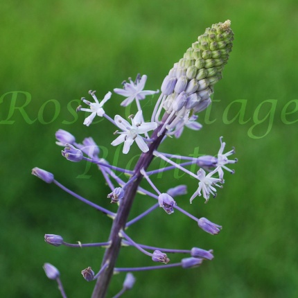 Scilla hyacinthoides Blue Arrow