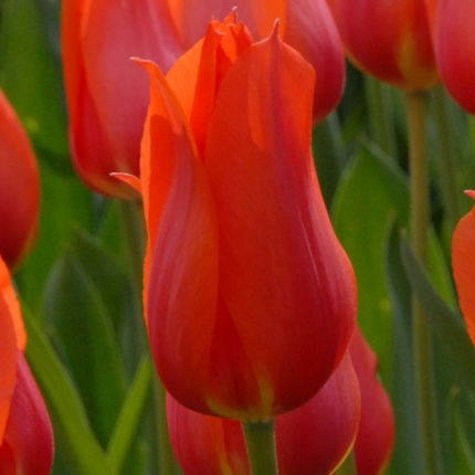 Tulipa 'Temple of Beauty'