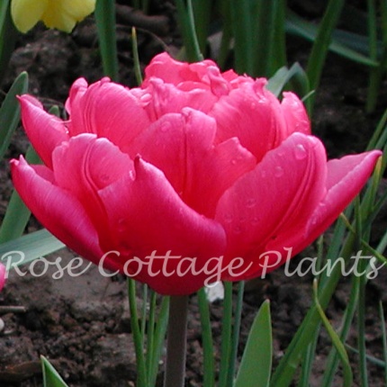 Tulipa 'Queen of Marvel'