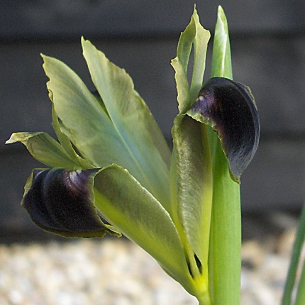 Hermodactylus tuberosa