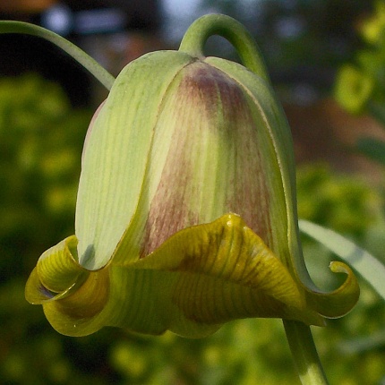 Fritillaria acmopetala AGM