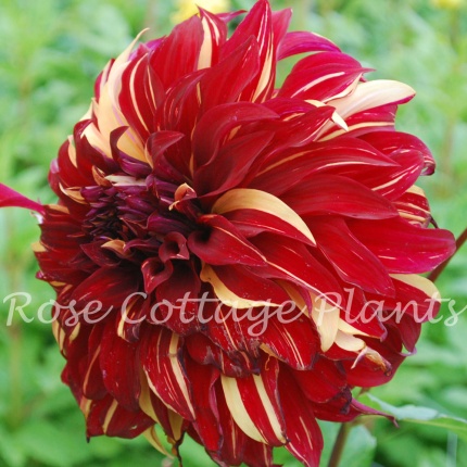 Dahlia Bohemian Spartacus