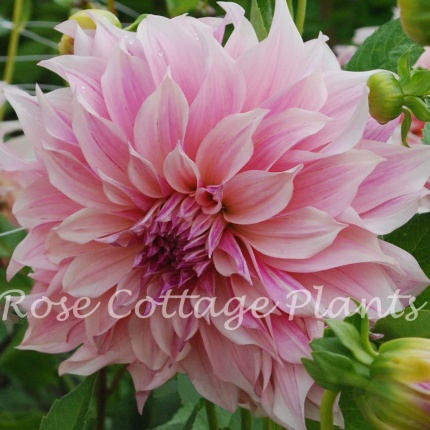 Dahlia Cafe au Lait Royal