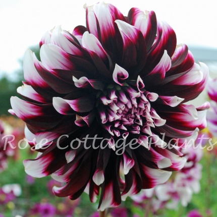dahlia contraste dahlia contraste