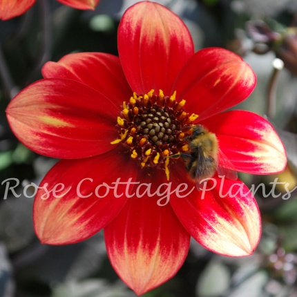 Dahlia Dahlegria Bicolore