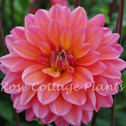 Dahlia Great Silence