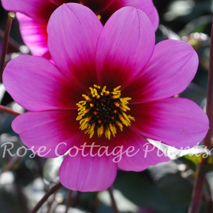 Dahlia Wishes N Dreams