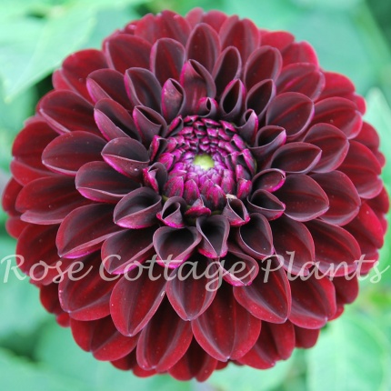 Dahlia Dark