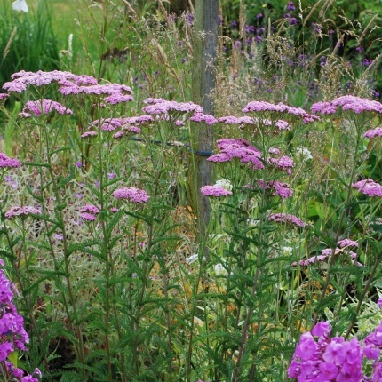 Achillea mil. 'Lilac Beauty'