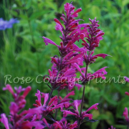 Agastache 'Morello'