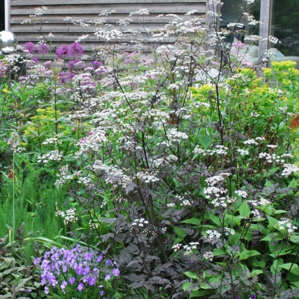 Anthriscus sylvestris 'Ravenswing'