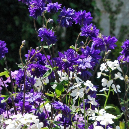 Aquilegia vulgaris 'Blue Barlow'