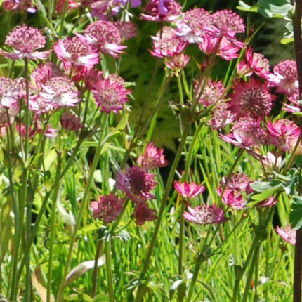 Astrantia major 'Roma'