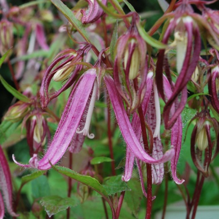 Campanula 'Pink Octopus'®