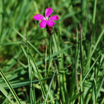 Dianthus carthusianorum