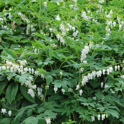 Dicentra spectabilis 'Alba'