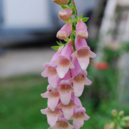 Digitalis 'Glory of Roundway'