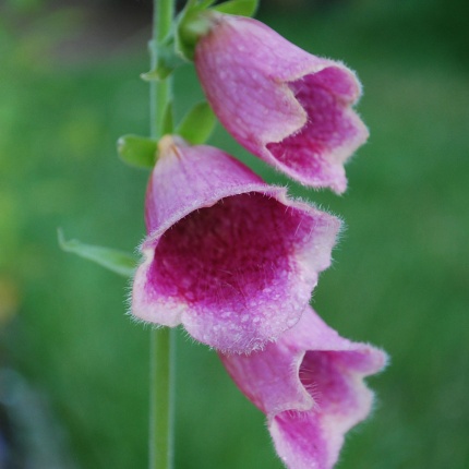 Digitalis 'Mertonensis'