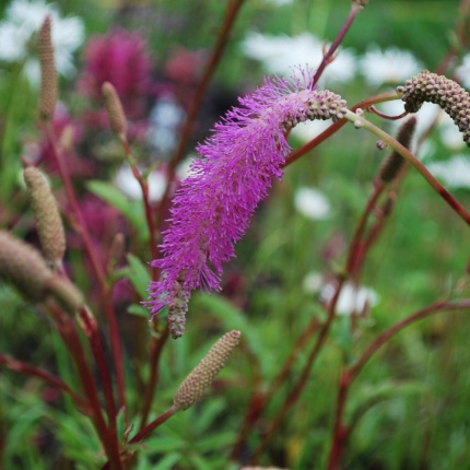 Sanguisorba hakusanensis 'Lilac Squirrel'