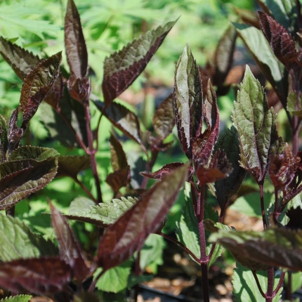 Ageratina altissima 'Chocolate'