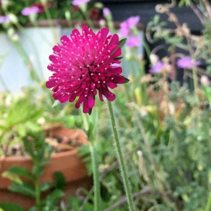 Knautia macedonica