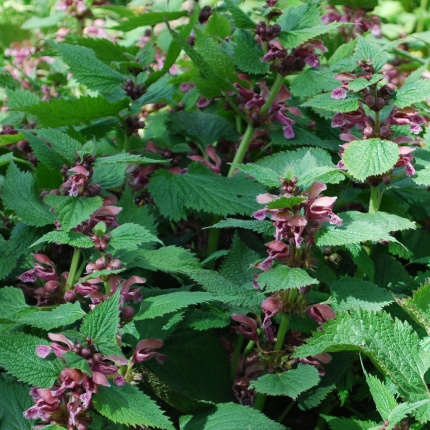 Lamium orvala