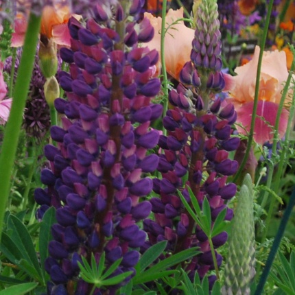 Lupinus 'Gallery Blue'