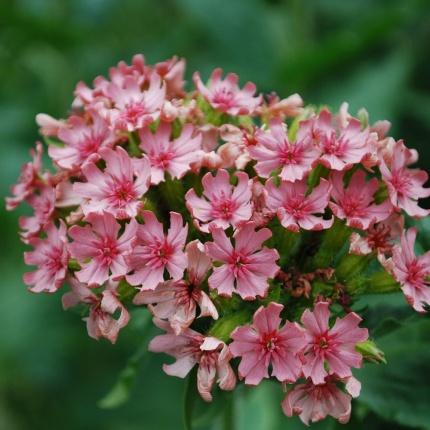 Lychnis chalcedonica 'Carnea'