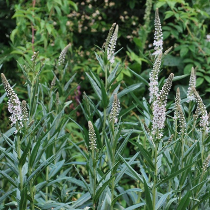 Lysimachia ephemerum