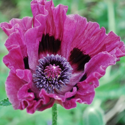 Papaver orientale 'Patty's Plum'