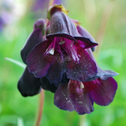 Penstemon 'Raven'