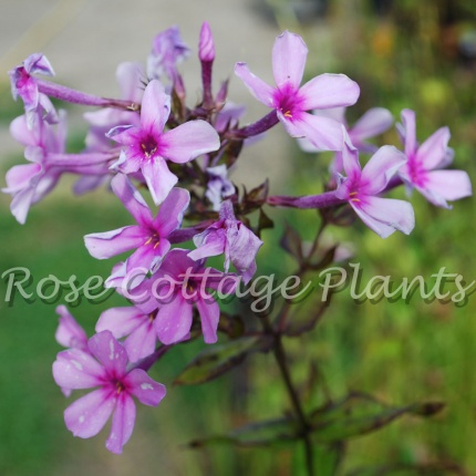 Phlox x arendsii 'Utopia'