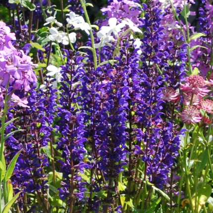 Salvia x sylvestris ‘Viola Klose’