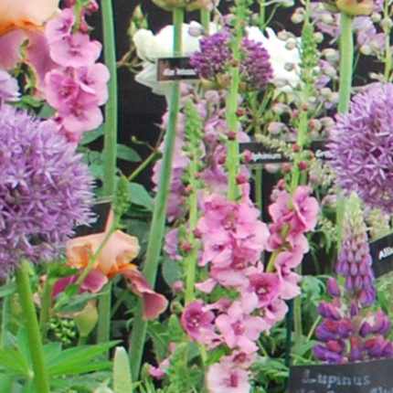 Verbascum 'Pink Domino'