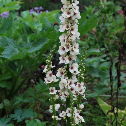 Verbascum chaixii 'Album'