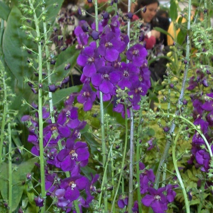 Verbascum phoenicium 'Violetta'