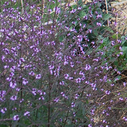 Verbena officinalis  var. grandiflora 'Bampton'