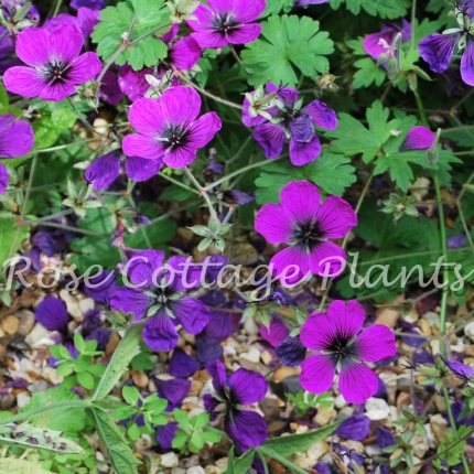 Geranium 'Dragon Heart'