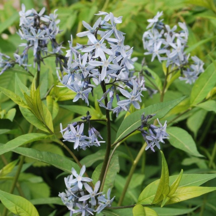 Amsonia tabernaemontana