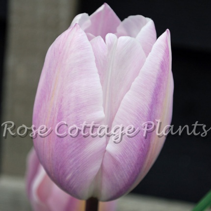 Tulipa 'Silver Cloud'