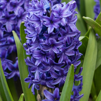 Hyacinth 'Blue Trophy'