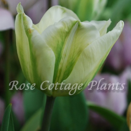 Tulipa 'Green Spirit'