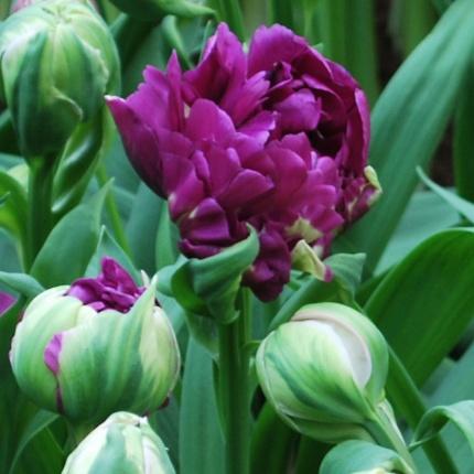 Tulipa 'Negrita Double'