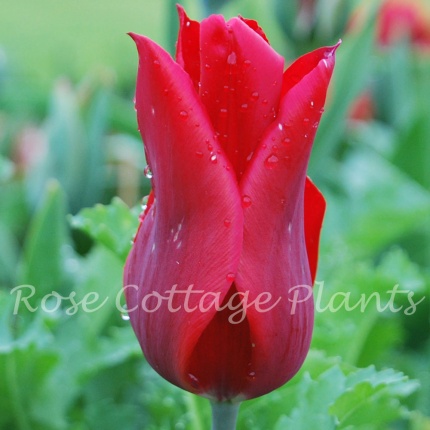 Tulipa Pieter de Leur'