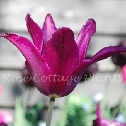 Tulipa 'Purple Heart'