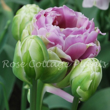 Tulipa 'Violet Pranaa'